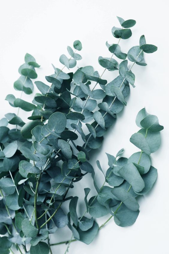 El aroma de eucalipto es una mezcla aromática con una fragancia refrescante y purificante.